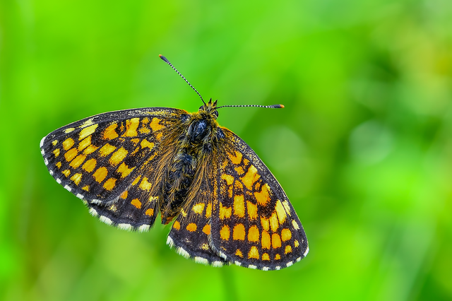 Melitaea athalia - közönséges tarkalepke