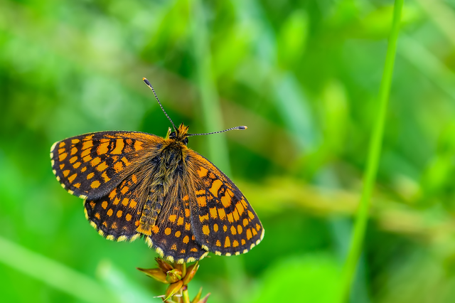 Melitaea athalia/aurelia/britomartis