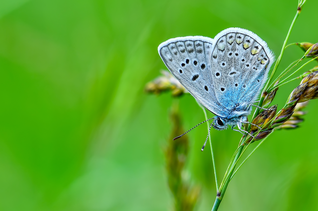 Polyommatus icarus - közönséges boglárka
