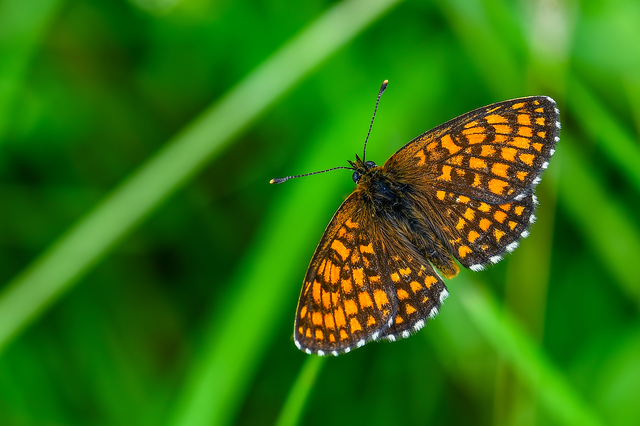 Melitaea athalia/aurelia/britomartis