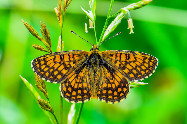 Melitaea athalia - közönséges tarkalepke