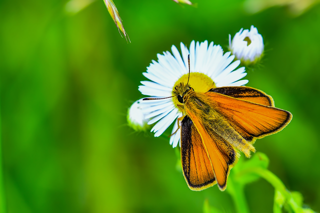 Thymelicus lineola - vonalas busalepke