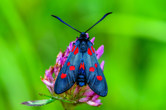 Zygaena