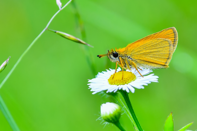 Thymelicus lineola - vonalas busalepke