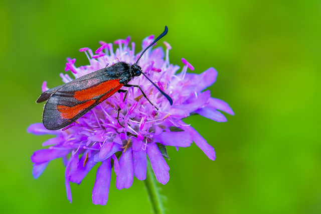 Zygaena minos/purpuralis