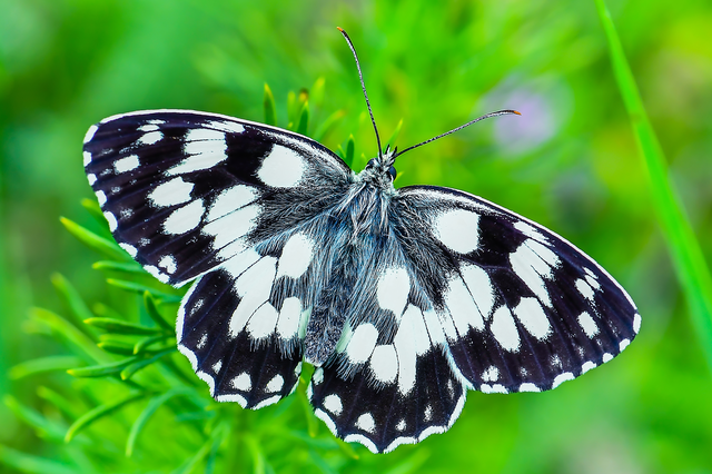 Melanargia galathea - sakktáblalepke