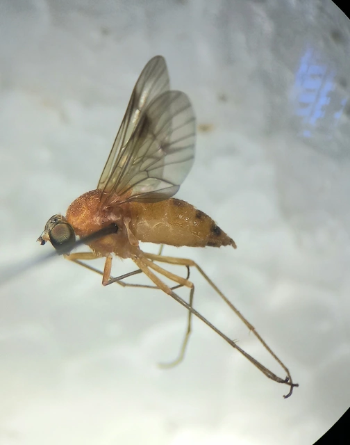Chrysopilus laetus