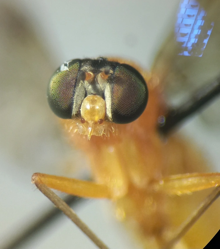 Chrysopilus laetus