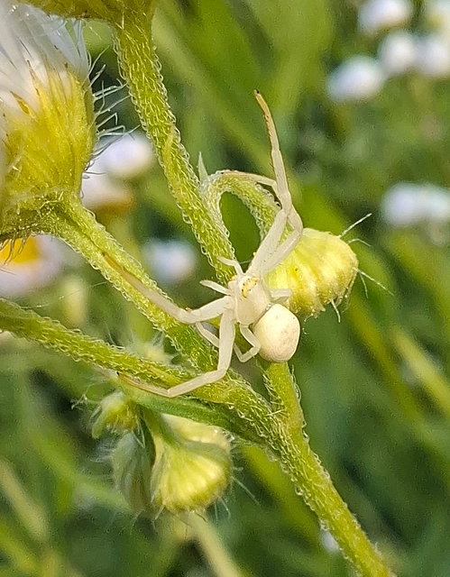Misumena vatia - viráglakó karolópók
