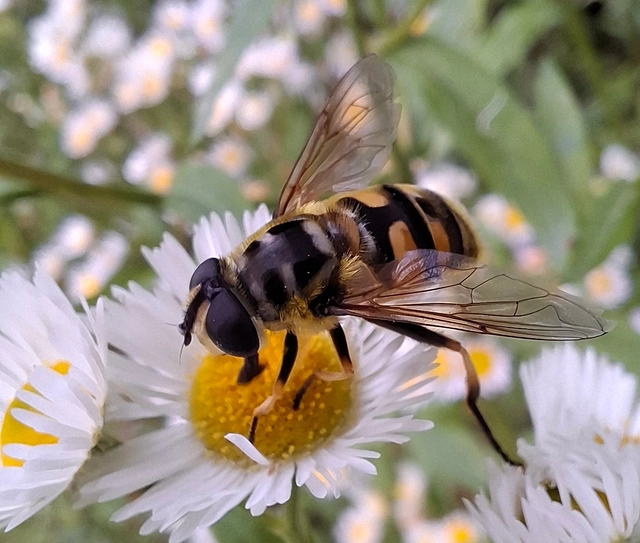 Myathropa florea - halálfejes odúlégy
