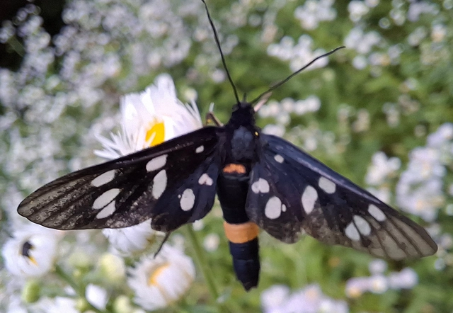 Amata phegea - fehérpettyes álcsüngőlepke