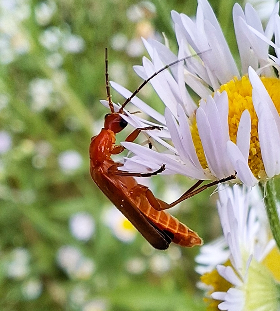 Rhagonycha fulva - feketevégű lágybogár