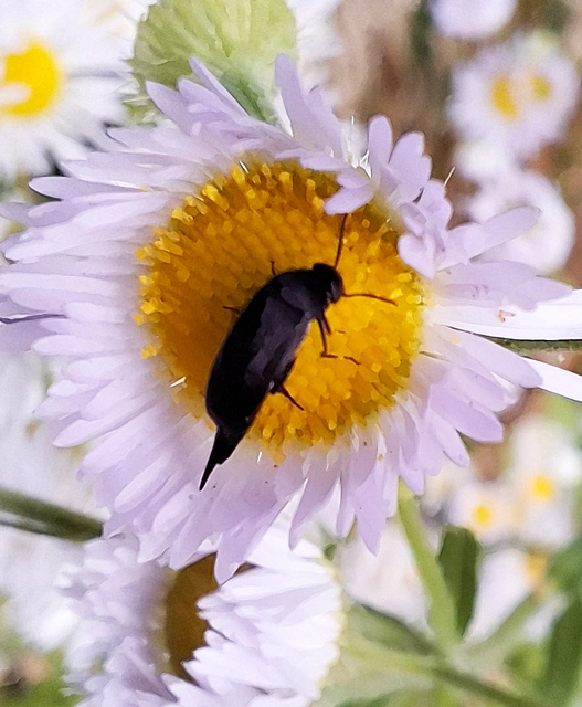 Mordellidae - marókafélék