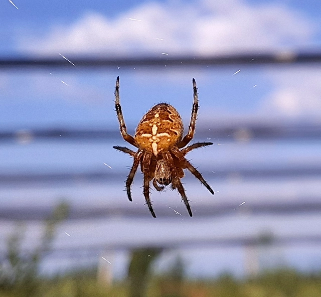 Araneus diadematus - koronás keresztespók