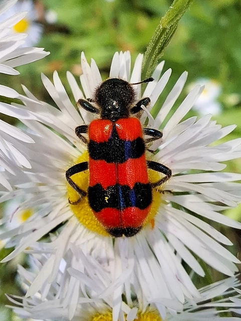 Trichodes apiarius - szalagos méhészbogár