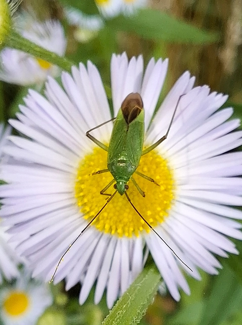 Calocoris affinis Calocoris affinis