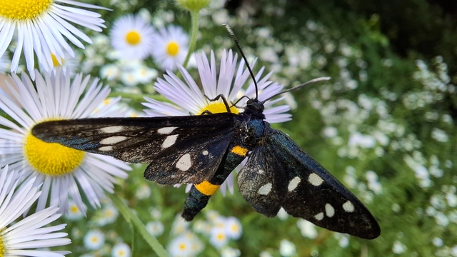 Amata phegea - fehérpettyes álcsüngőlepke