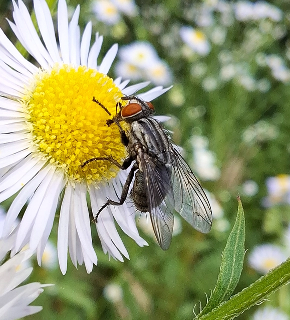 Sarcophaginae