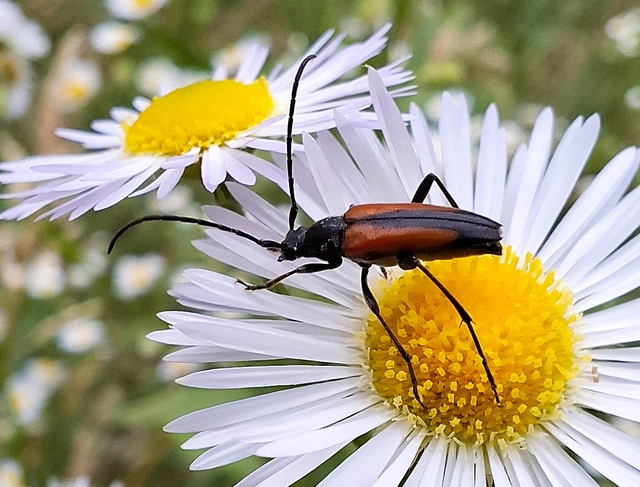 Stenurella melanura - feketevégű karcsúcincér