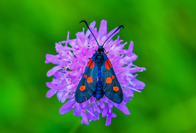 Zygaena