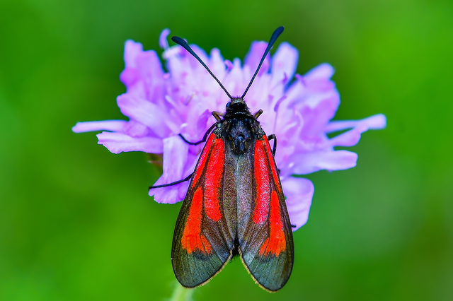 Zygaena minos/purpuralis