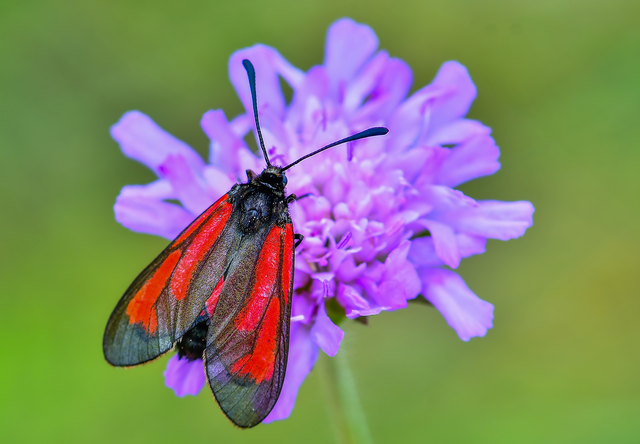 Zygaena minos/purpuralis