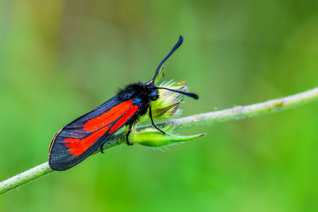 Zygaena minos/purpuralis