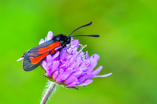 Zygaena minos/purpuralis
