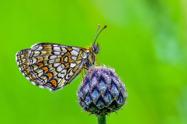 Melitaea athalia - közönséges tarkalepke
