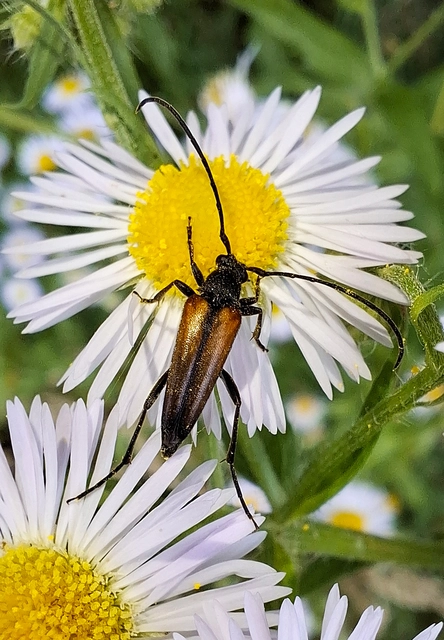 Stenurella melanura - feketevégű karcsúcincér