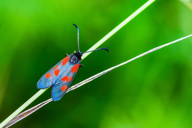 Zygaena
