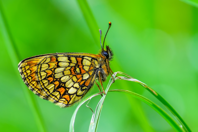 Melitaea athalia - közönséges tarkalepke