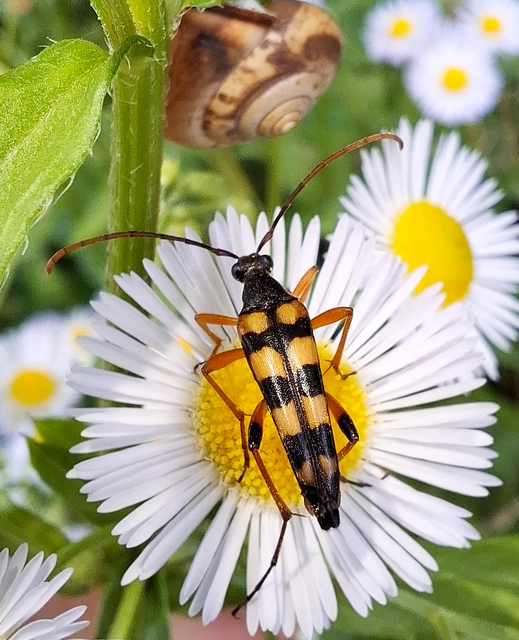 Strangalia attenuata - nyurgacincér