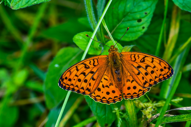 Argynnis adippe - ezüstös gyöngyházlepke