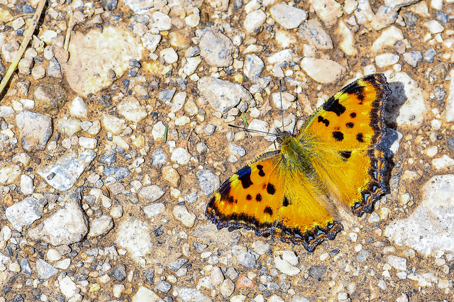 Nymphalis polychloros - nagy rókalepke