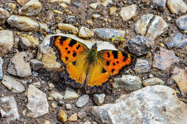 Nymphalis polychloros - nagy rókalepke