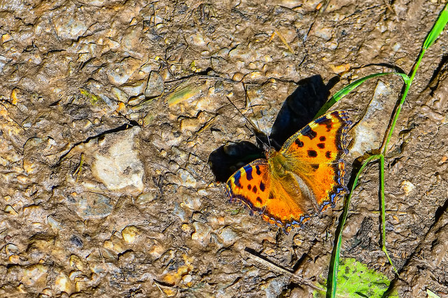 Nymphalis polychloros - nagy rókalepke