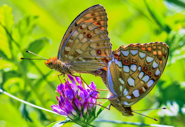 Argynnis adippe - ezüstös gyöngyházlepke