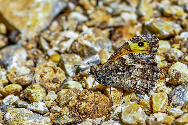 Hipparchia semele - barna szemeslepke