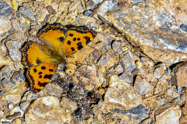 Nymphalis polychloros - nagy rókalepke