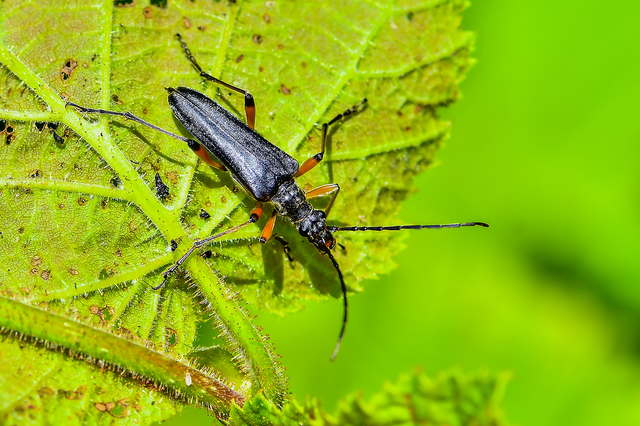 Stenocorus meridianus - fűz-gyökércincér