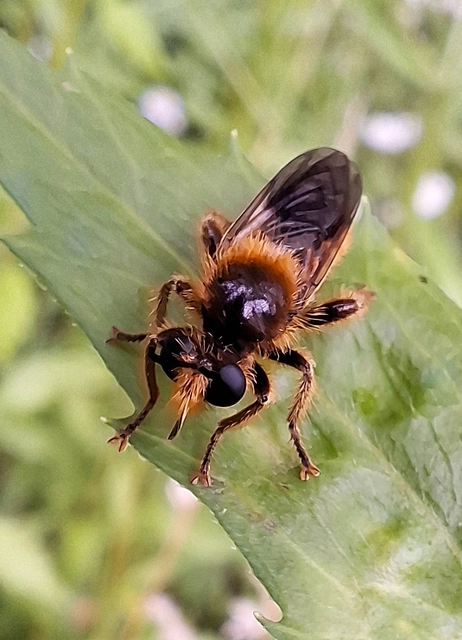 Choerades fuliginosa - barnásszárnyú rablólégy