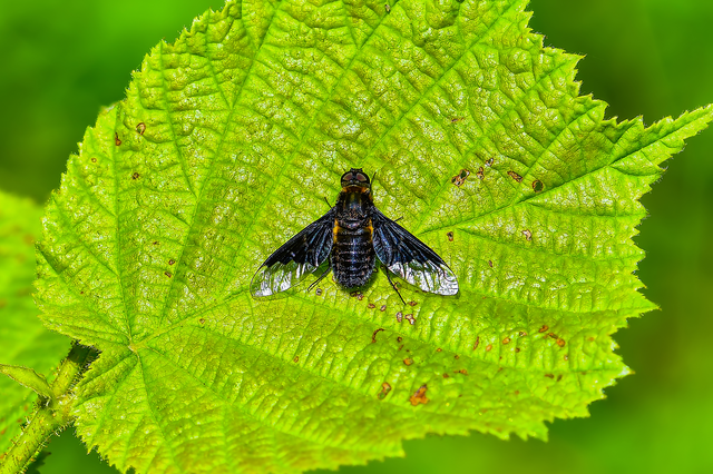 Hemipenthes morio - közönséges gyászlégy