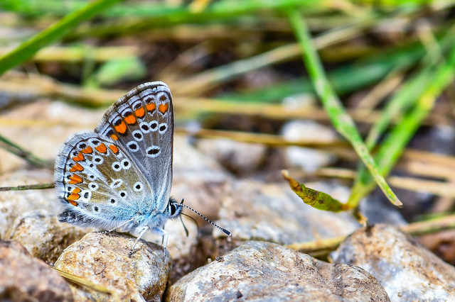 Aricia artaxerxes issekutzi - bükki szerecsenboglárka