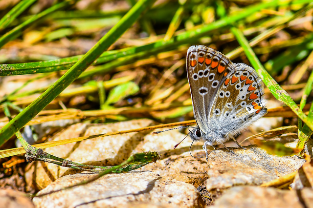 Aricia artaxerxes issekutzi - bükki szerecsenboglárka