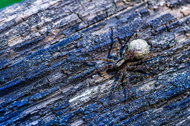 Pardosa