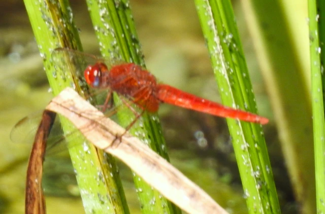 Crocothemis erythraea - skarlát szitakötő
