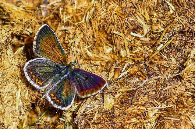 Aricia artaxerxes issekutzi - bükki szerecsenboglárka