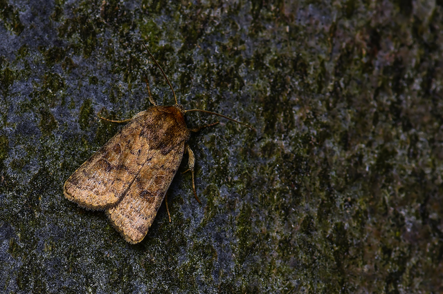 Hoplodrina octogenaria - barna selymesbagoly