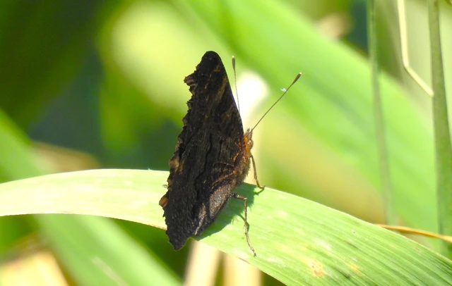 Nymphalis io - nappali pávaszem